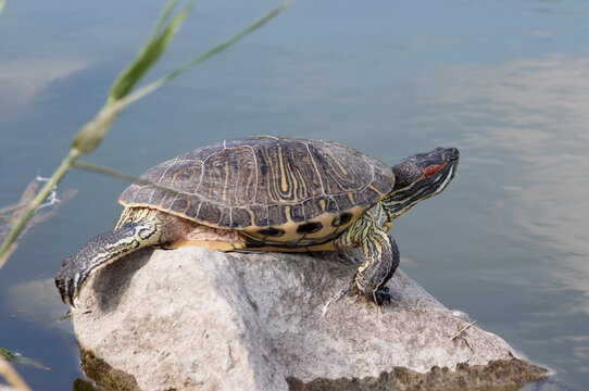 turtle on a rock in a pond