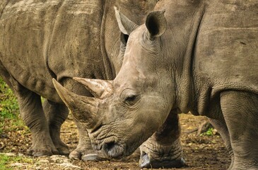 White Rhinoceros Head and Horns Close Up in Wildlife Reserve © Xavier Rodríguez