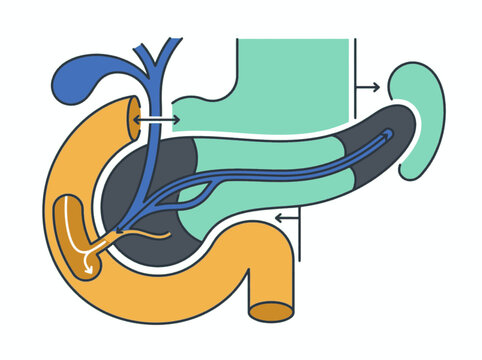 Vector diagram showing human pancreas anatomy with duodenum and bile duct structure. EPS Editable. Vector Illustrations.