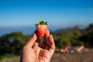 Red strawberry hand holding berry. Berry Fruit garden freshness juicy ingredient. Farmer picking strawberry in hand blue sky backgrounds. Organic farm harvesting strawberry plant agricultural outdoor © aFotostock