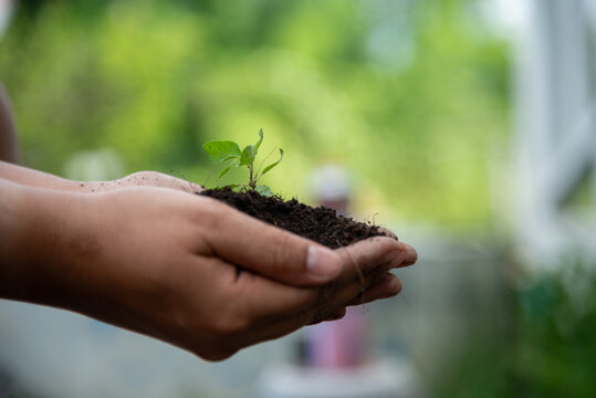 Farmer hands holding growth small tree life beginnings. Hand holding sapling tree seedling sustainable green environment social governance ESG concepts. . Sustainable Green Business responsibility