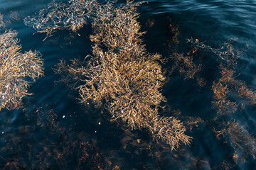 View of kelp seaweed on the sea surface. © AlexandraDaryl