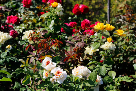 beautiful roses in the garden

