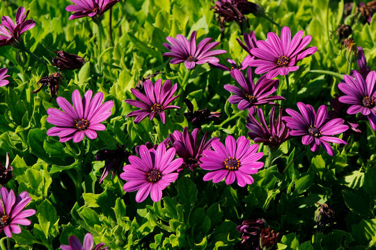 beautiful pink osteospermum in the garden
