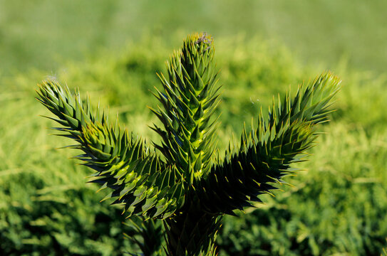 Chilean araucaria in the garden

