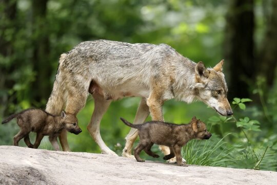 European gray wolf (Canis lupus), adult with pups, captive
