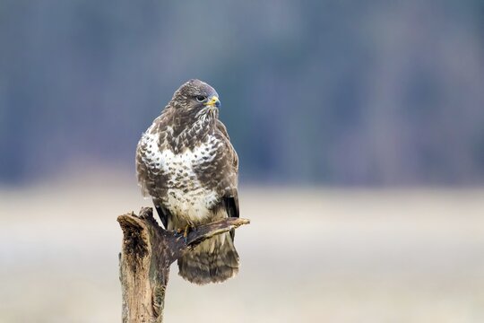 Buzzard (Buteo buteo) on a branch, Zerbst, Germany