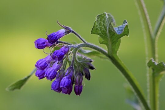 Common comfrey (Symphytum officinale), blossom, blossoming, Germany