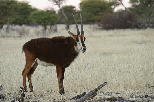 Young sable antilope (Hippotragus niger), Okapuka Ranch, Namibia