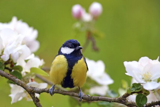 Great tit (Parus major) sitting on a flowering apple branch, Germany