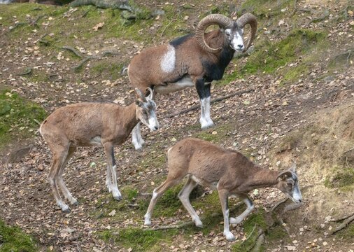 Artiodactyla, even-toed ungulate, mouflon, mouflon, mouflon, ovis gmelini musimon, cloven-hoofed, mammals, sheep, mammals, rams, game