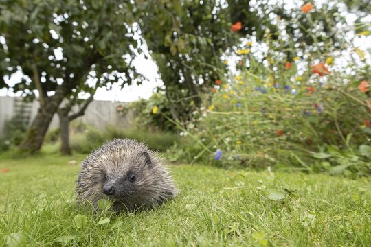 European hedgehog (Erinaceus europaeus) adult animal on a garden grass lawn next to a wildflower border in summer, England, United Kingdom