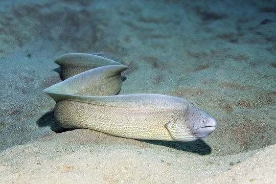Geometric Moray also called Geometric Moray or Dotted Moray (Gymnothorax griseus), swims over sandy bottom, Red Sea, Makadi Bay, Port Safaga, Egypt