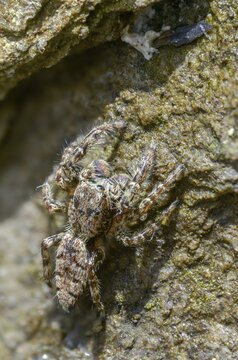 Arachnida, fencepost jumper, large bark jumping spider, marpissa muscosa, bark stretcher, arachnids, camouflage, high size, vertical format, spider, spiders, camouflage