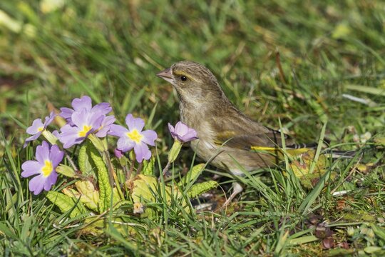 A female greenfinch (Carduelis cloris) sits next to purple primroses in the garden, Baden-W&uuml;rttemberg, Germany
