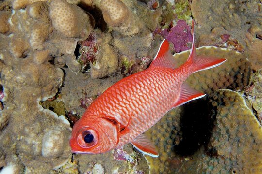 White fringed soldierfish (Myripristis murdian), Daedalus Reef dive site, Egypt, Red Sea