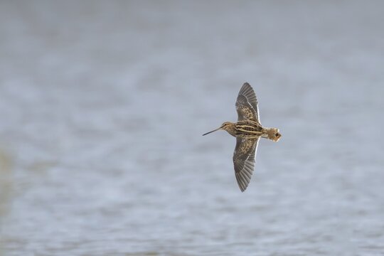 Common snipe (Gallinago gallinago) adult wading bird flying over a lake, Suffolk, England, United Kingdom