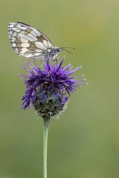 Checkerspot butterfly (Melanargia galathea), Bad M&uuml;nstereifel, North Rhine-Westphalia, Germany