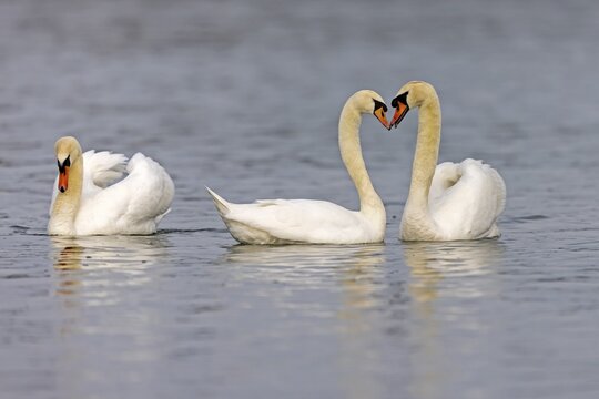Two Mute swans (cygnus olor), mating, Germany