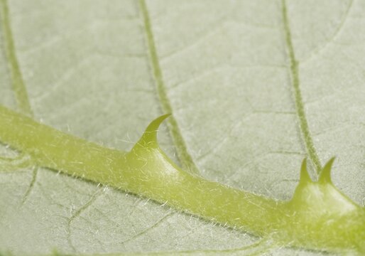 Thorns on a leaf