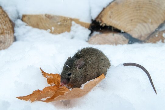 House mouse, mouse, mus musculus, rodents, rodentia, mammals, mouse, muroids, mice, rodents, snow, mammals, winter