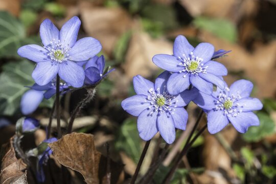 Liverwort (Hepatica nobilis), North Rhine-Westphalia, Germany