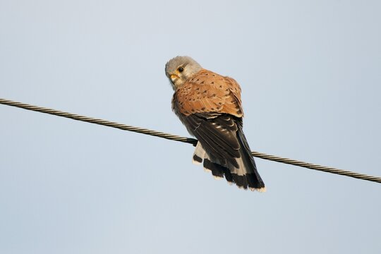 Common Kestrel or Eurasian Kestrel (Falco tinnunculus) perched on a power line, Thuringia, Germany