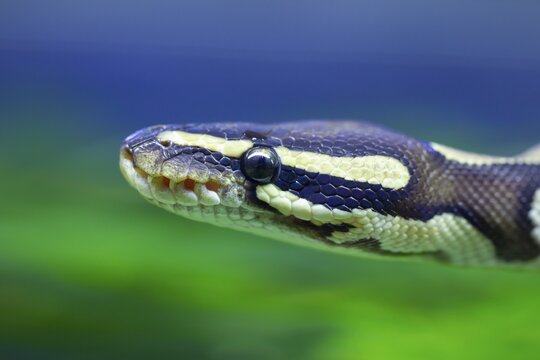 Royal python (Python regius) adult snake head portrait, England, United Kingdom, Captive