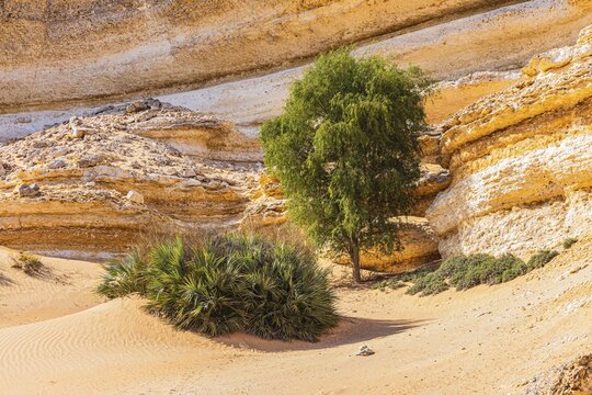 Eroded rocky landscape at a fossilised reef edge, green vegetation in front, Huqf stone desert, Arabian Peninsula, Sultanate of Oman