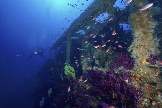 A wreck overgrown with soft corals and violescent sea-whips (Paramuricea clavata), teeming with a colourful school of fish, Mediterranean anthias (Anthias anthias), in deep blue water, Le Grec wreck dive site, Giens Peninsula, Provence-Alpes-C&ocirc;te d'Azur, France