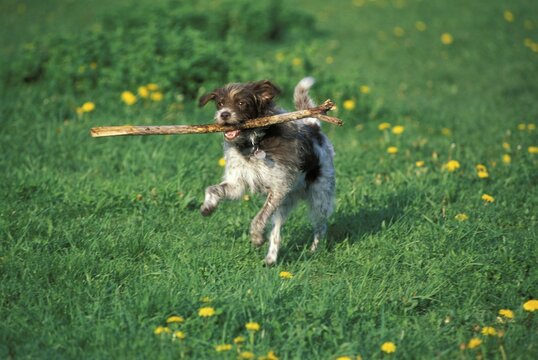 Dog with stick