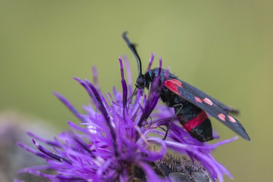 Ringed crown pea ram, billowing burnet, variable burnet moth, variable red ram, zygaena ephialtes, blood droplets, butterfly, insects, moths, moths, moths, moths, moth, butterfly, ram