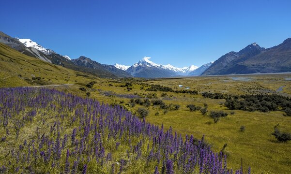 Blooming purple flowers, Mount Cook in the back and snow-capped mountains with Tasman River, Mount Cook National Park, Southern Alps, Canterbury, South Island, New Zealand