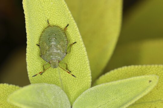 Green shield bug (Palomena prasina), on a leaf of the true sage (Salvia officinalis) Wilnsdorf, North Rhine-Westphalia, Germany