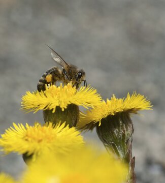 Apidae, apis mellifera, asteraceae, bees, European honey bee, European honey bee, hymenoptera, daisy, tussilago farfara, western honey bee, coltsfoot, flora, high size, portrait format, honey bee, honey bee, insects, plants, plants, wild bees