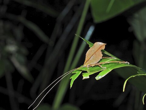 A camouflaged insect, Leaf insect (Mimetica mortuifolia), resting on a green leaf, well camouflaged in nature. Monteverde Cloud Forest, Costa Rica, Central America