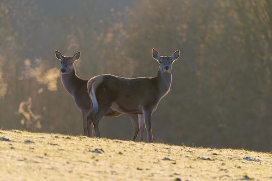 Two female red deer (Cervus elaphus) stand in the first light of day on a meadow covered in hoar frost. Their breath condenses in the cold air. A forest can be seen in the background