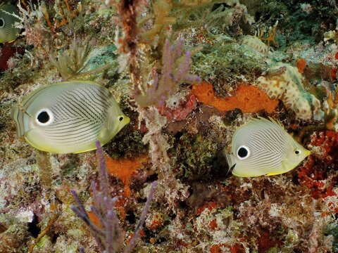 Close-up of a pair of Four-eye Butterflyfish (Chaetodon capistratus) on a tropical coral reef. Dive site John Pennekamp Coral Reef State Park, Key Largo, Florida Keys, Florida, USA