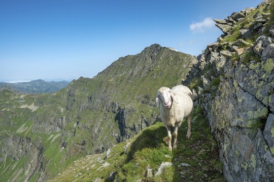Sheep on the trail to Hochgolling, Schladminger H&ouml;henweg, Schladminger Tauern, Schladming, Steiermark, Austria