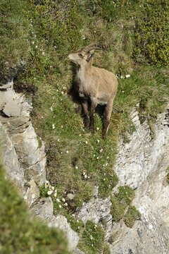 Alpine Ibex (Capra ibex) in steep terrain, Bernese Oberland, Canton of Bern, Switzerland