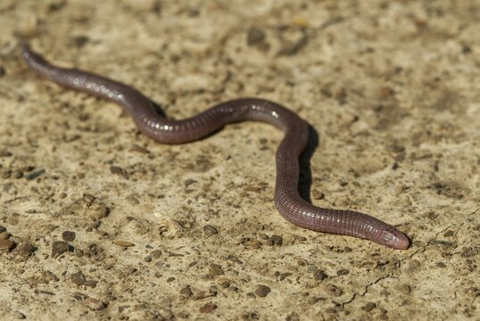 Blanus cinereus, Moorish web digs, Mediterranean worm lizard, web burrow, ringworm, lizards, Extremadura, reptiles, lizards, reptilia, reptiles, Spain