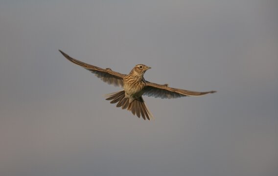 Eurasian skylark (Alauda arvensis) adult bird in flight, Suffolk, England, United Kingdom