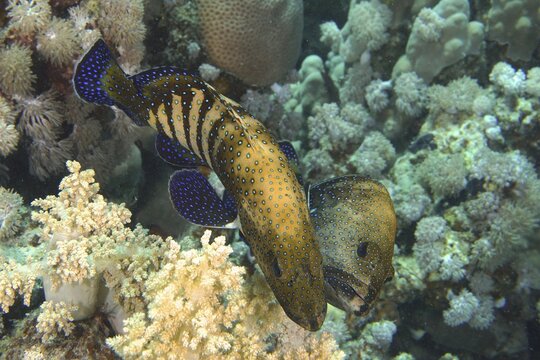 Pair of bluespotted grouper (Cephalopholis argus) courting, mating, dive site House Reef, Mangrove Bay, El Quesir, Red Sea, Egypt