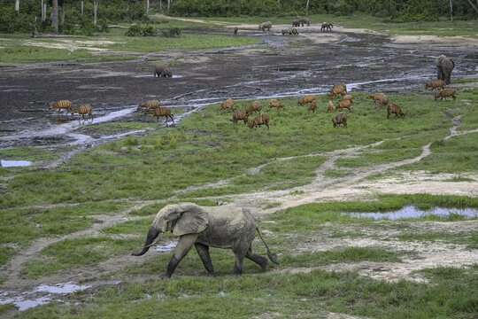 Forest elephants (Loxodonta cyclotis) and bongo antelopes (Tragelaphus eurycerus) in the Dzanga Bai forest clearing, Dzanga-Ndoki National Park, Unesco World Heritage Site, Dzanga-Sangha Complex of Protected Areas (DSPAC), Sangha-Mba&eacute;r&eacute; Prefecture, Central African Republic