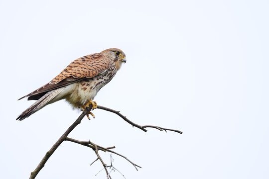 Kestrel (Falco tinnunculus), female, North Rhine-Westphalia, Germany