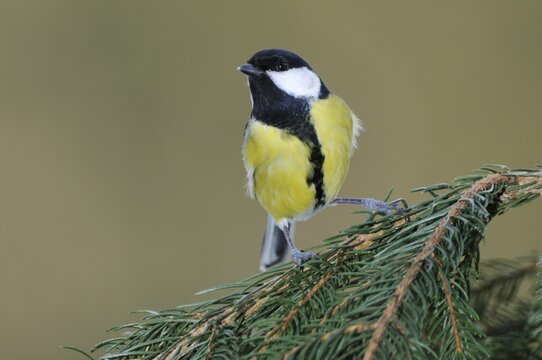Great Tit (Parus major) perched on a branch of a fir tree