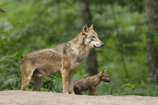 European gray wolf (Canis lupus), adult with pups, captive