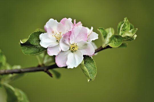 Apple blossom, apple tree (Malus domestica), Switzerland