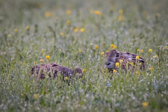 European hare (Lepus europaeus) hiding in the wet tall grass, Stuttgart, Rosensteinpark, Baden-W&uuml;rttemberg, Germany
