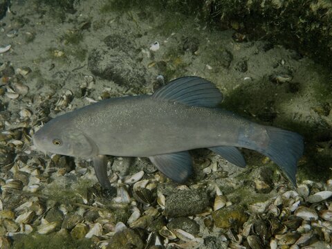 A tench (Tinca tinca) swims over a gravel bottom rich in mussels in a grey colour scheme. Dive site Zollbr&uuml;cke, Rheinau, Canton Zurich, Rhine, High Rhine, Switzerland, Germany